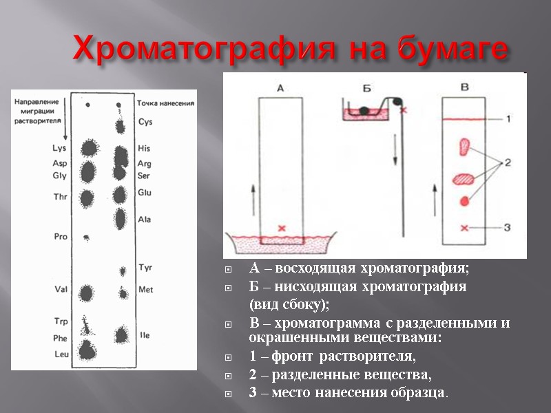 Хроматография на бумаге  А – восходящая хроматография;  Б – нисходящая хроматография 